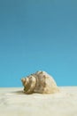 Beautiful rapana shell on the sandy beach. Summer vacation background. Royalty Free Stock Photo