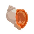 Beautiful rapana venosa shell icon isolated on white background, mollusk clam seashell, vector illustration.