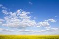 Beautiful field and clear blue sky