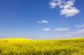 Beautiful field and clear blue sky