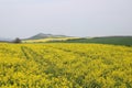 Beautiful rape field