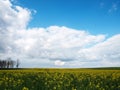 Beautiful rapeseed field Royalty Free Stock Photo