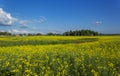 Beautiful rapeseed field with blue sky on a sunny day Royalty Free Stock Photo