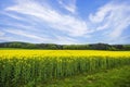 Beautiful rapeseed field with yellow flowers Royalty Free Stock Photo