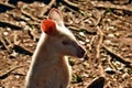 Beautiful rare an albino kangaroo in the park