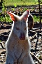 Beautiful rare an albino kangaroo in the park