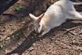 Beautiful rare an albino kangaroo in the park