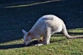 Beautiful rare an albino kangaroo in the park