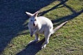 Beautiful rare an albino kangaroo in the park