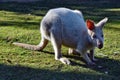 Beautiful rare an albino kangaroo in the park