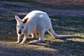 Beautiful rare an albino kangaroo in the park