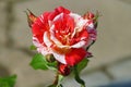 Beautiful Rare Black Dragon Hybrid Rose red and white