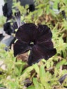 Beautiful rare Black flower petunia Royalty Free Stock Photo