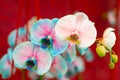 Orchid flowers painted blue and pink Royalty Free Stock Photo