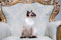 Beautiful rare breed of cat Mekongsky Bobtail female pet cat without tail sits interior of European architecture on retro vintage