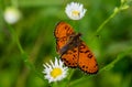 A beautiful and rare butterfly sat on a flower in a beautiful summer day