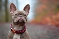 Beautiful rare colored lilac brindle female French Bulldog dog with light amber eyes and paracord collar