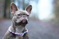 Beautiful rare colored lilac brindle female French Bulldog dog with light amber eyes and violet paracord collar