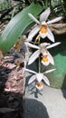 A beautiful, rare and endemic white flower orchid cymbidium species blooming in a garden