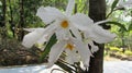 A beautiful, rare and endemic white flower orchid scientific name: Dendrobium infundibulum blooming in a garden