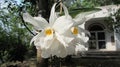 A beautiful, rare and endemic white flower orchid scientific name: Thunia alba blooming in a garden