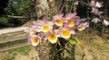 A beautiful, rare and endemic white pinkish flower orchid scientific name: Dendrobium pieradii blooming in a garden