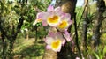 A beautiful, rare and endemic white pinkish flower orchid scientific name: Dendrobium pieradii blooming in a garden