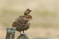 A beautiful rare female Black Grouse, Tetrao tetrix, standing on a stone wall in the moors. Royalty Free Stock Photo