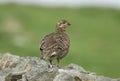 A beautiful rare female Black Grouse, Tetrao tetrix, standing on a stone wall in the moors on a rainy day.