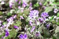 Beautiful rare flowers with water drops on a sunny morning in ea