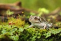 Beautiful rare frog Pelobates fuscus
