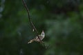 Beautiful and rare image of common tailor bird sitting Royalty Free Stock Photo