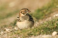 A rare Lapland Bunting, Calcarius lapponicus, feeding on seeds in the grass on the edge of a cliff in the UK. It is a passage migr