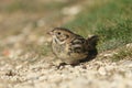 A rare Lapland Bunting, Calcarius lapponicus, feeding on seeds in the grass on the edge of a cliff in the UK. It is a passage migr