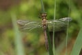 A stunning rare newly emerged Downy Emerald Dragonfly Cordulia aenea perching on a reed.