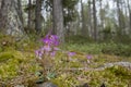Beautiful and rare orchid, calypso orchid Calypso bulbosa, blooming in spring in Finnish nature