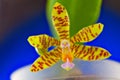 Beautiful rare orchid in pot on blue background Royalty Free Stock Photo