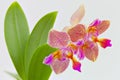 Beautiful rare orchid in pot on white background Royalty Free Stock Photo