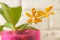Beautiful rare orchid in pot on white background Royalty Free Stock Photo