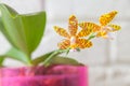 Beautiful rare orchid in pot on white background Royalty Free Stock Photo