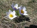 Prairie Crocus, Pulsatilla nuttalliana, Flowers in Waterton Lakes National Park, Alberta, Canada Royalty Free Stock Photo