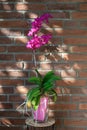 Beautiful rare  small bright pink orchid flowers phalaenopsis in pot against brick wall Royalty Free Stock Photo