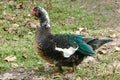 Beautiful and rare species of black muscovy duck with glossy blue green wings, Cairina moschata Royalty Free Stock Photo