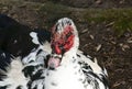 Beautiful and rare species of black and white muscovy duck with red head, Cairina moschata Royalty Free Stock Photo