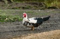 Beautiful and rare species of black and white muscovy duck with red head, Cairina moschata Royalty Free Stock Photo