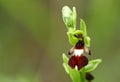 A rare wild Fly Orchid, Ophrys insectifera, growing in a meadow in the UK. Royalty Free Stock Photo