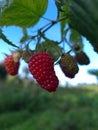 The beautiful raspberry Royalty Free Stock Photo