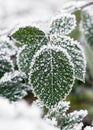 Beautiful raspberry green leaves with white crystal hoarfrost and frost needles. Royalty Free Stock Photo