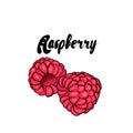 Beautiful raspberry. Vector illustration. Tropical fruits.