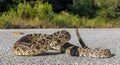 Beautiful rattlesnake retreating on pavement or asphalt road. Eastern Diamondback - adamanteus crotalus-long rattle in defense